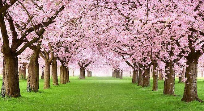 Roze bloesem bomen
