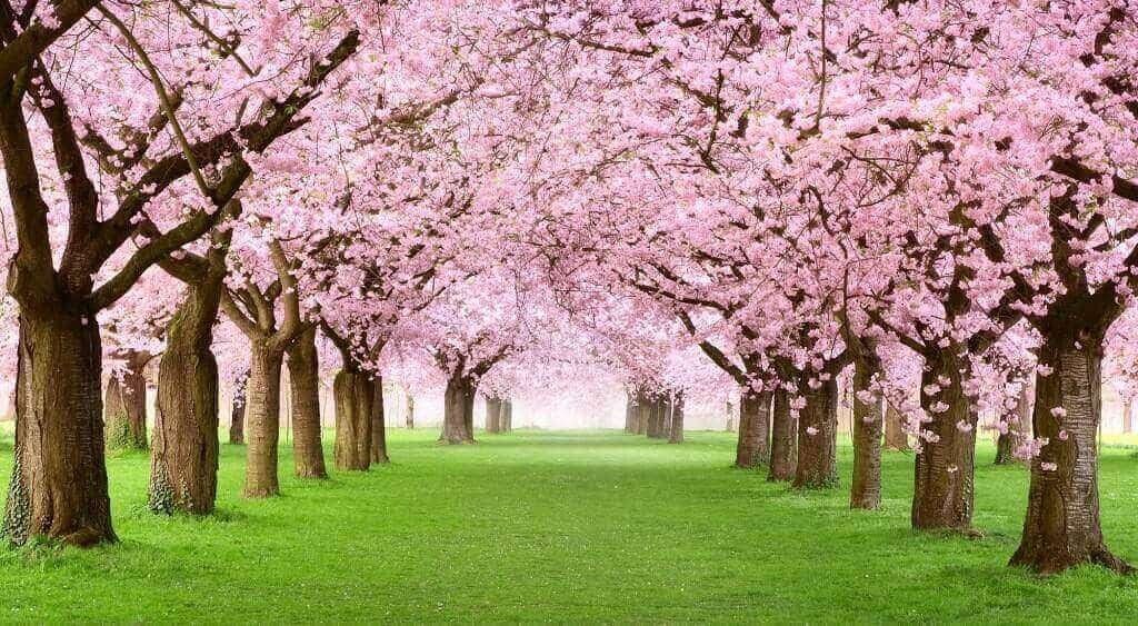 Roze bloesem bomen
