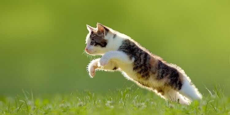 Wat is een dead cat bounce?